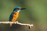 05 Alcedo atthis (Martin pescatore)